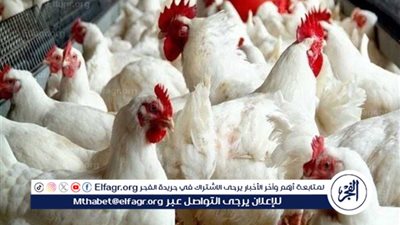 أسعار الدواجن والفراخ البيضاء في جميع المحلات والأسواق المصرية