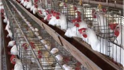 استقرار اسعار البيض والدواجن اليوم الاحد ١٨ فبراير ٢٠٢٤