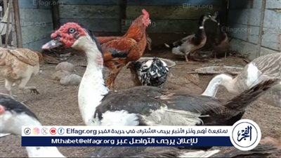 الراعي الرسمي لسفرة رمضان.. سعر كيلو البط في الأسواق