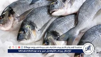 أسعار السمك والمأكولات البحرية اليوم الخميس 1 أغسطس