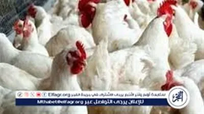 مفاجأة سارة.. انخفاض أسعار الدواجن والبيض في الأسواق المصرية اليوم 18 فبراير 2024