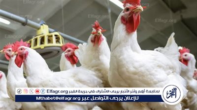 اسعار الفراخ اليوم الثلاثاء الموافق 20 فبراير 2024