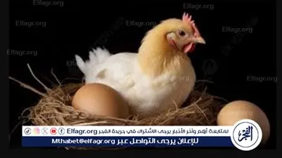 بشرى سارة للمصريين.. تراجع في أسعار الدواجن اليوم قبل حلول رمضان