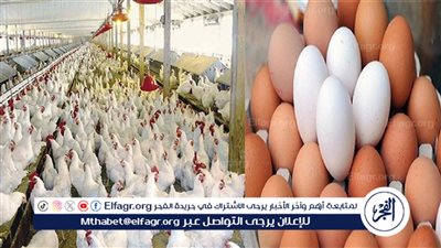 بكام النهارده؟.. أسعار الدواجن اليوم 23 فبراير في الأسواق وسعر البيض للمستهلك