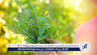 تعرف على فوائد الأعشاب المفيدة للسيدات 
