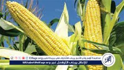 أسعار الذرة الصفراء والعويجة في الأسواق المصرية اليوم