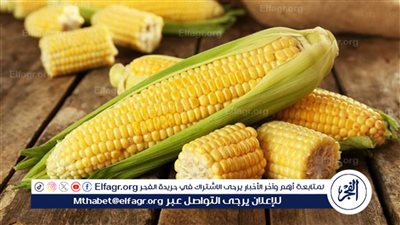 سعر طن الذرة الصفراء اليوم الإثنين 26-2-2024 في مصر