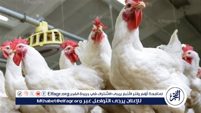 تراجع أسعار الدواجن والبيض اليوم الأربعاء 28-2-2024 في الدقهلية (تفاصيل)