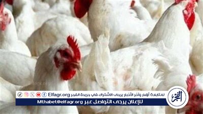 سعر الفراخ والبيض اليوم الثلاثاء 27 فبراير في مصر