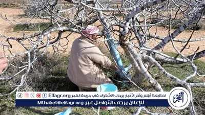 زراعة مطروح تنظم قافلة للمزارعين للتوعية وارشادهم فى كيفية مواجهة الآفات 