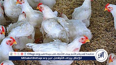 أسعار الدواجن اليوم الأربعاء 28 فبراير في الأسواق المصرية 