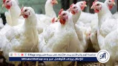 تراجع أسعار الفراخ البيضاء وتوقعات لاستمرار التراجع