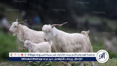  المغرب تصدر قرار يمنع ذبح إناث الأغنام والماعز لمدة عام كامل