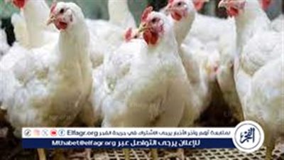 تطور أسعار الدواجن في الأسواق المصرية وفرص انخفاضها