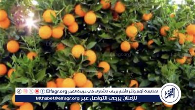 البرتقال المصري يحقق الريادة العالمية في صادرات الموالح