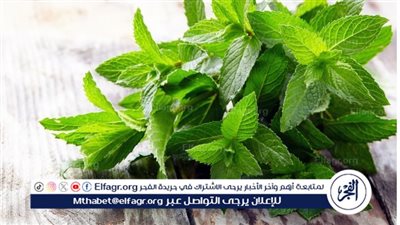 كل ما تريد معرفته عن النعناع.. الفوائد والأضرار