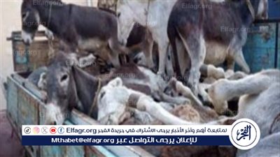 انباء مضللة حول القبض على حمير للذبح في شهر رمضان
