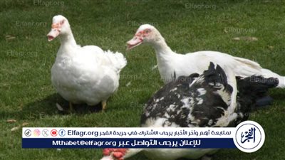 سعر كيلو البط البلدي اليوم الثلاثاء 5 مارس في الأسواق