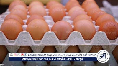آخر تطورات الأسعار.. سعر كرتونة البيض والدواجن اليوم في مصر