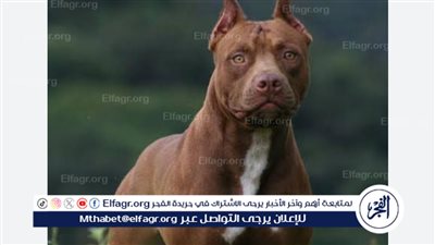 تصل لـ500 ألف.. تعرف على غرامات التعدي على الغير باستخدام حيوان خطر