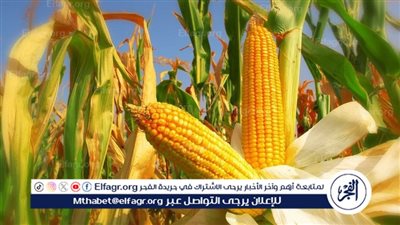 تحديث أسعار الذرة الصفراء الآن: ما هي تكلفة الطن اليوم الخميس 7 مارس 2024؟