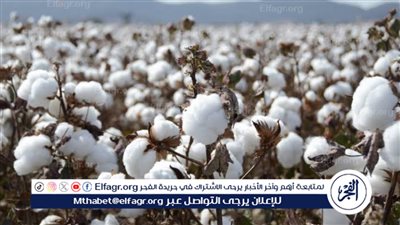 معهد القطن يكشف تفاصيل انطلاق موسم حصاد الذهب الأبيض (فيديو)