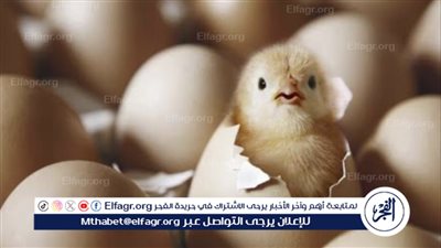 تطورات أسعار الدواجن والكتاكيت والأعلاف في مصر - الخميس 7 مارس 2024