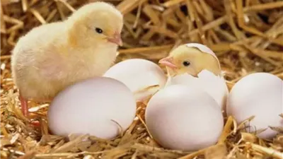 أسعار الدواجن...في ظل اقتراب شهر رمضان المبارك