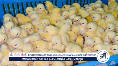 الكتكوت عمر يوم بكام؟.. أسعار الكتكوت الأبيض في مصر