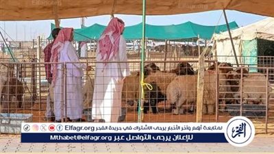 أسواق المواشي بحائل تشهد حركة شرائية مكثفة مع ‏قرب شهر رمضان ‏