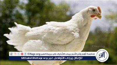 تذبذب أسعار الدواجن والبيض في شهر رمضان 