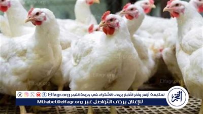 رغم تراجع الأعلاف وتوفير الدولار.. لماذا لم تنخفض أسعار الدواجن؟