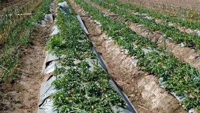 محافظ المنوفية: تمويل 73 مشروع اقتصادي ضمن إقراض الأسر للقرى والأحياء الشعبية