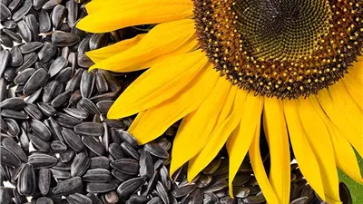 كنز لمرضى القلب.. فوائد بذور عباد الشمس 
