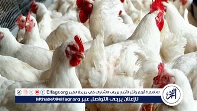  أسعار الدواجن اليوم السبت 16 مارس 2024.. حسب أسعار بورصة الدواجن 