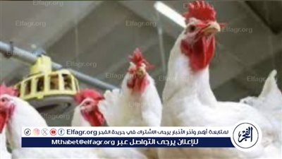 الاتحاد العام لمنتجي الدواجن ووزارة الزراعة ينفيان انتشار الفيروسات في المزارع 