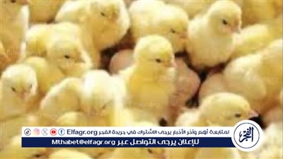 استقرار أسعار الكتاكيت في الأسواق المصرية