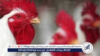 أسعار الفراخ والبيض اليوم الأحد 16 يونيو 2024 مع أول ايام عيد الأضحى