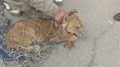 النيابة العامة تحقق في واقعة العثور على أسد صغير بالتجمع