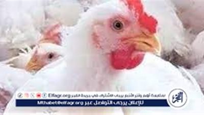 تراجع أسعار الفراخ البيضاء وأسعار الدواجن الأخرى في مصر