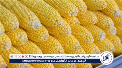 أسعار الذرة اليوم الخميس 21 مارس 2024