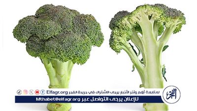 استكشاف فوائد البروكلي: الخضار الأخضر القوي الذي يغذي جسمك 