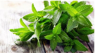 كل ما تريد معرفته عن النعناع.. الفوائد والأضرار