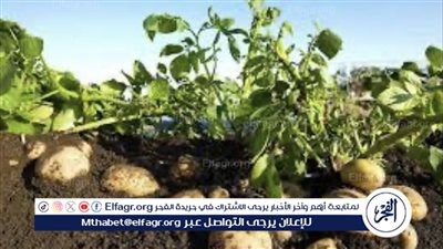 تحديات زراعة البطاطس واستراتيجيات التحكم في التقلبات المناخية