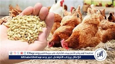 استقرار نسبي في سوق الأعلاف بأسوان الإثنين 9 فبراير 2026