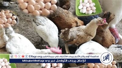 توقعات تغيرات أسعار الدواجن قبيل عيد الفطر: العوامل المؤثرة والتأثيرات المتوقعة