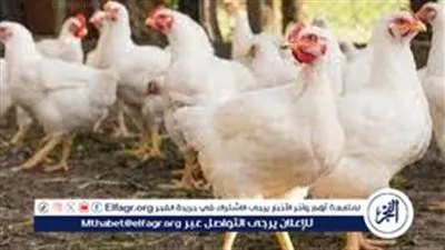 تراجع أسعار الدواجن في بورصة اليوم وتفاوتها في الأسواق المحلية