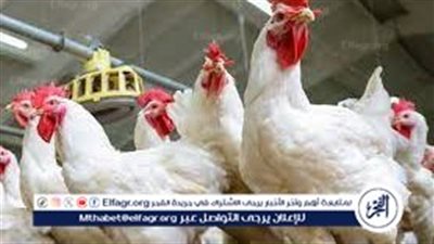 تراجع أسعار الدواجن اليوم في الأسواق المحلية