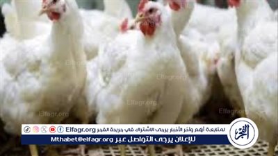 استقرار السلع الداجنة.. تعرَّف على أسعار الفراخ اليوم الأحد 8 أبريل 