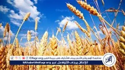زيادة دعم وتدعيم إنتاج القمح في مصر.. أسعار وحصاد موسم 2024